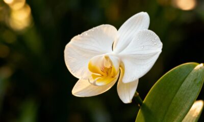Essa flor exótica virou tendência e está dominando a decoração de interiores