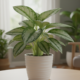 Essa planta ajuda a criar um clima mais sereno no lar