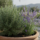 Essas plantas, como alecrim e lavanda, ajudam a afastar mosquitos