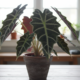 Plantas de interior exigentes apresentam folhas sensíveis e raízes delicadas