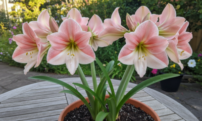 Não é só beleza, essa flor carrega um significado marcante