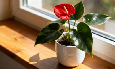 Esse anturium-mini virou gesto delicado para ambientes pequenos