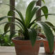 Essa planta atravessa o tempo sem perder a força