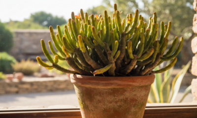 Essa planta simples me ensinou que tudo cresce no seu próprio tempo