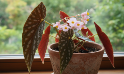 Essa planta virou escolha de quem quer presentear com delicadeza