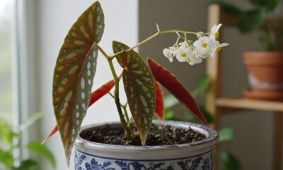 Essa begônia-maculata me ensinou o valor das pequenas alegrias