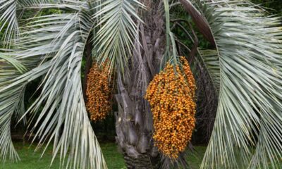 Essa palmeira rústica embeleza o quintal e ainda produz frutos diferentes