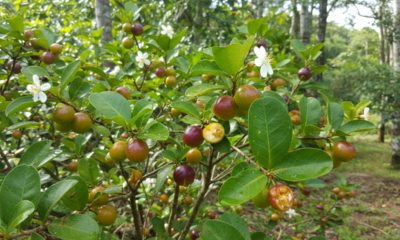 A planta de araçá que cresce rápido, dá frutos saborosos e se adapta até em solo fraco