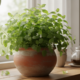 Essa planta aromática ajuda a deixar o ambiente mais agradável
