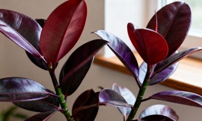 A planta-ficus-elástica-bordô que simboliza força emocional e presença marcante