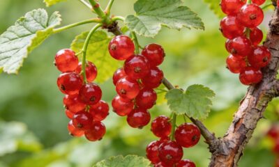 Essa groselha se desenvolve melhor longe do calor intenso