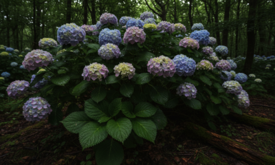 Hortênsia cresce bem na sombra e pode florir com cores intensas