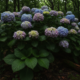 Hortênsia cresce bem na sombra e pode florir com cores intensas