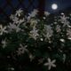 Por que algumas plantas soltam perfume só depois que a noite chega