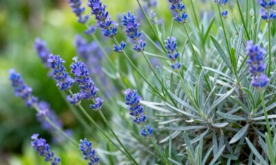 Essa lavanda inglesa me ensinou que recomeçar pode ser bonito e tranquilo