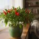 Plante pimenta-malagueta em casa e colha frutos ardidos do jeito certo