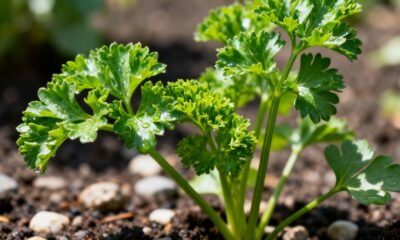Essa erva aromática ajuda o corpo a eliminar líquidos e dá leveza ao dia