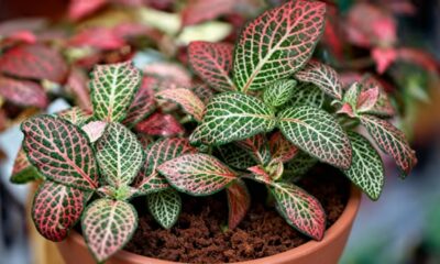 A planta mosaico que simboliza singularidade e valoriza quem recebe