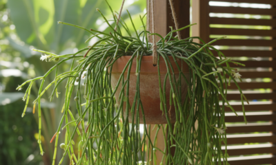 Essa planta costuma ser escolhida para gestos cheios de significado