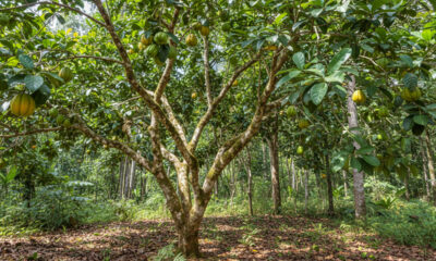 A árvore de cambuci que cresce bem em casa, dá frutos aromáticos e valoriza o quintal