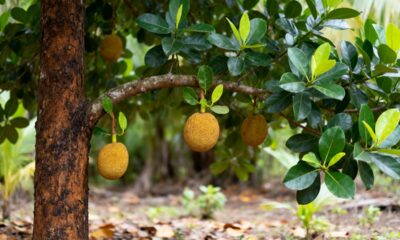 O damasco tropical que pode ser cultivado em casa e surpreende no crescimento