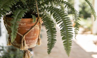 Flores que ficam lindas em vasos pendentes e transformam floreiras comuns