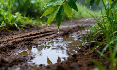 Esse aroma que surge após a chuva forte tem uma explicação natural