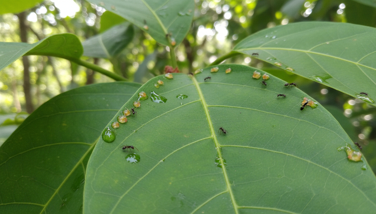 Por que algumas folhas ficam pegajosas mesmo sem cair uma gota de chuva