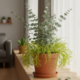 Essas plantas ajudam a manter a casa mais protegida contra insetos