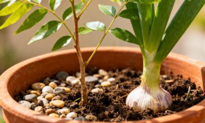 Plantas comuns que ajudam no controle de insetos dentro de casa