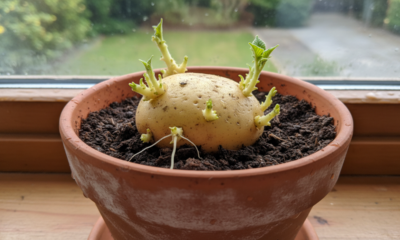 Esse cultivo simples permite colher batata mesmo sem quintal amplo