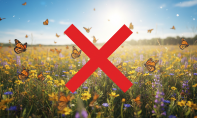 Por que borboletas evitam voar em dias muito quentes mesmo com céu aberto