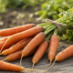 Guardar cenouras do jeito certo evita que elas murchem rápido na geladeira