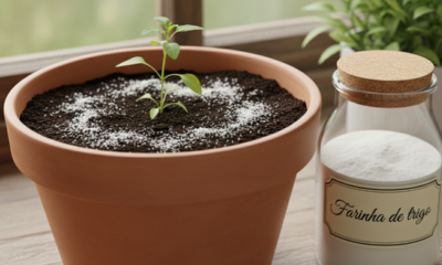 A farinha de trigo virou aliada para recuperar plantas debilitadas
