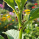 Por que algumas plantas atraem formigas mesmo sem flores e chamam atenção no jardim