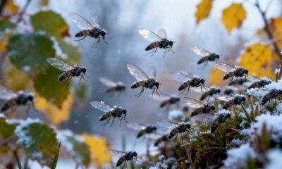 O comportamento curioso de insetos voadores pouco antes da chegada do frio