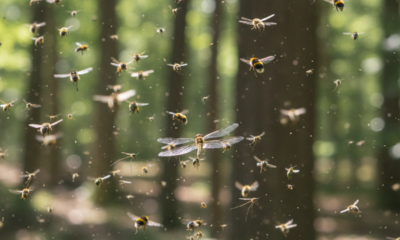 O que acontece com os insetos quando a pressão do ar muda de repente