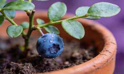 Mirtilo cultivado em vaso pode produzir bem mesmo em espaços pequenos