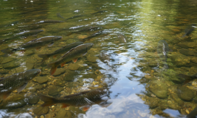 Por que alguns peixes mudam de profundidade sem aviso