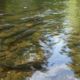Por que alguns peixes mudam de profundidade sem aviso