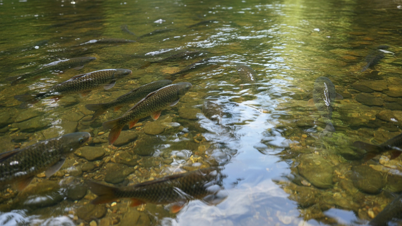Por que alguns peixes mudam de profundidade sem aviso
