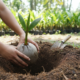 Plantar coco-anão no quintal é mais simples do que parece