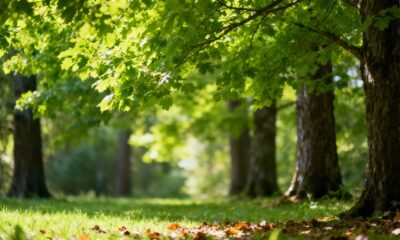 O fenômeno que deixa certas árvores mais verdes quase de repente