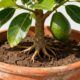 Esse cuidado ajuda o abacateiro em vaso a brotar com mais força