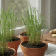 Quanto custa cultivar capim-limão? A conta real do vaso, da terra e do cuidado que evita gastar duas vezes