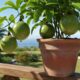 Plante maracujá do jeito certo e veja a planta crescer forte e cheia de frutos