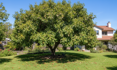 Plantei um pé de abacate sem esperar muito e hoje ele virou sombra para a rua inteira