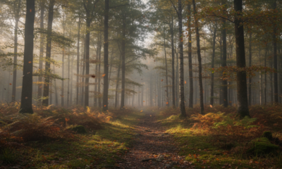Por que as folhas fazem sons diferentes quando o vento muda