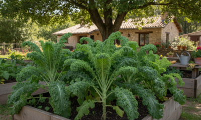Essa horta de couve começou pequena e virou fonte de equilíbrio diário