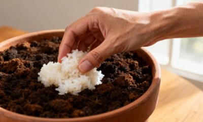 O arroz que sobra na cozinha pode beneficiar o solo